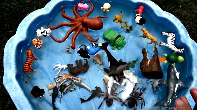 Learn About Wild Animal and Sea Animal Names For Kids | Fun Educational Video смотреть онлайн