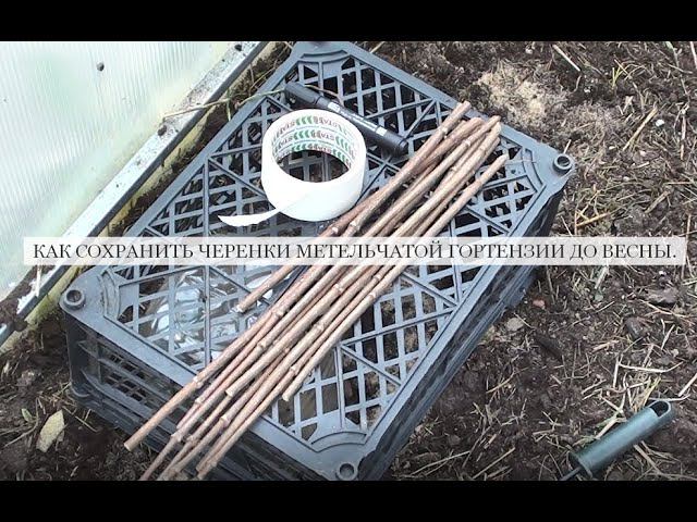 Как сохранить черенки метельчатой гортензии до весны. смотреть онлайн