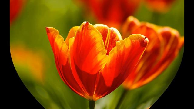 З днем ангела Дарини