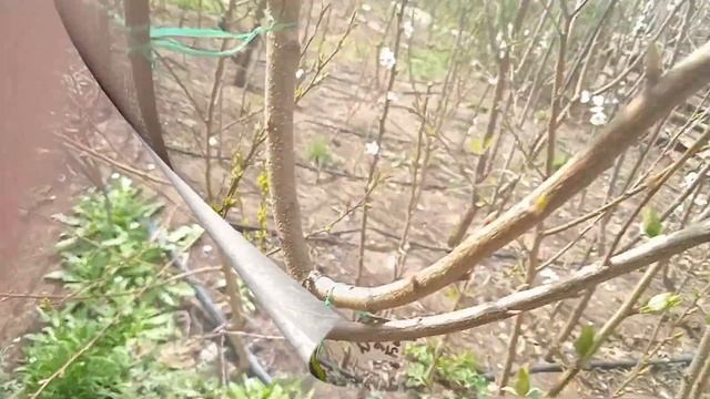 Сорта зимостойких абрикосов цветущие после зимних морозов в - 25 градусов смотреть онлайн