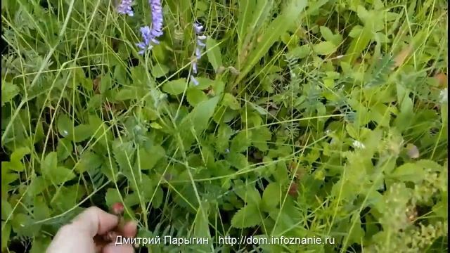 Поездка на мотоцикле за клубникой. Укусила оса, нашёл богатую поляну. смотреть онлайн