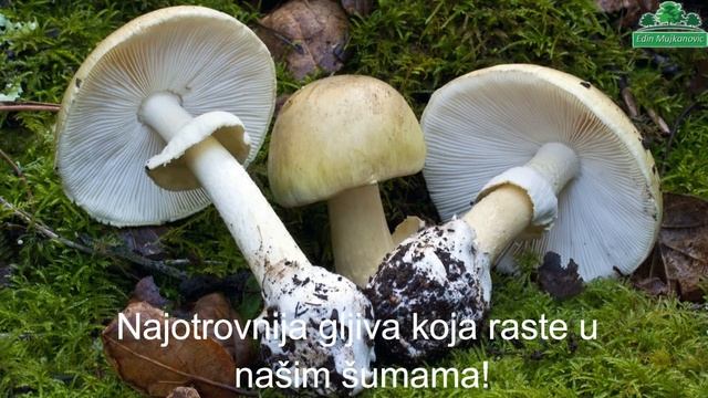 Jestive gljive i njihove dvojnice смотреть онлайн
