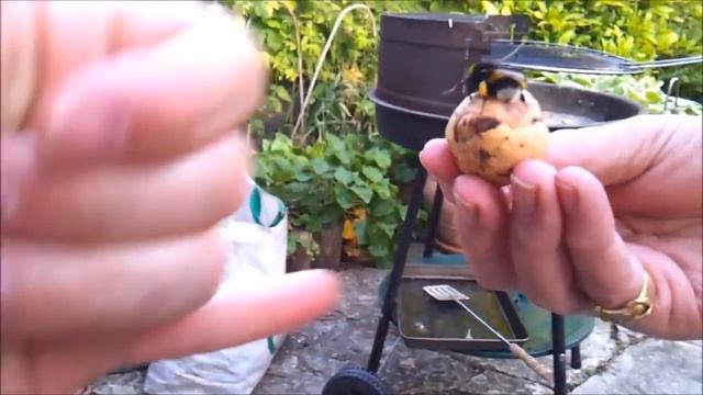 Шмель дает пять!! смотреть онлайн