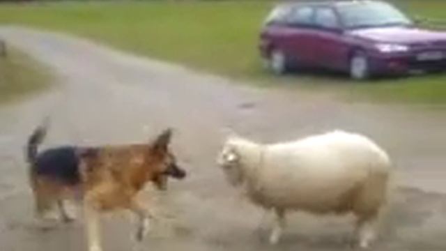 Dog VS Sheep | Pies kontra Owca смотреть онлайн
