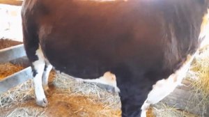 Бык герефорд на откорме