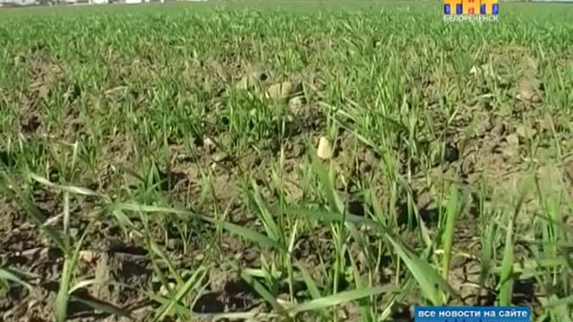 Заложили зерно для хорошего урожая смотреть онлайн