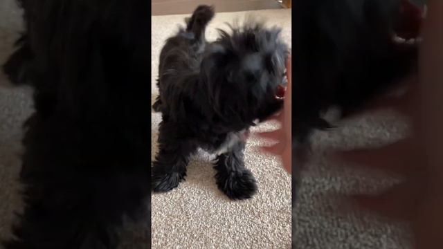 Умный черный Йорк #йорк #черныййорк #blackyork #puppy смотреть онлайн
