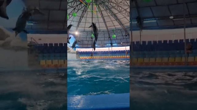 Первое знакомство с дельфинами. #дельфинарийтайланд #таиланд #дельфины #первыйраз смотреть онлайн