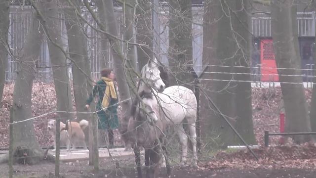 Лошадки Нидерландов 2018! Скакуны белой и пегой масти! Голландия (Nijmegen),  Netherlands.