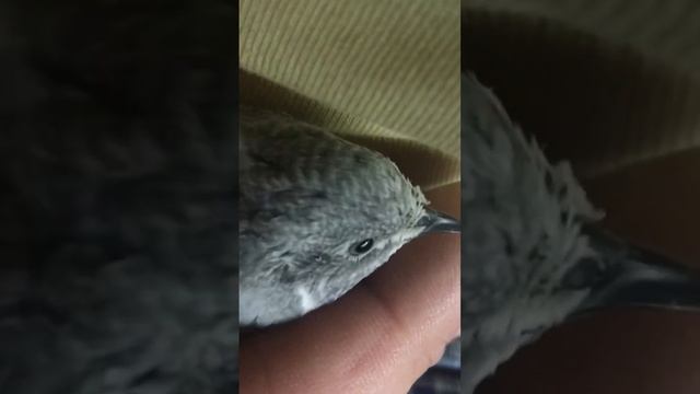 Китайский расписной перепел button quail смотреть онлайн