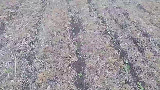 No-till Подсолнечник 23. 05 .2019 смотреть онлайн