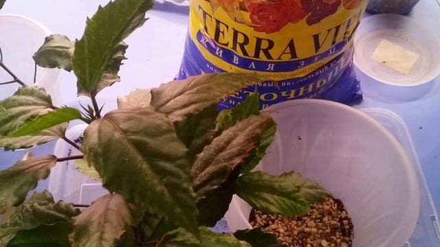 Пересадка ..Гибискус Купера..19.02.2020. смотреть онлайн