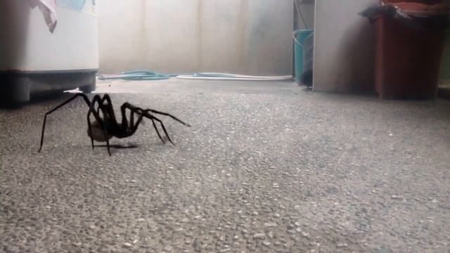 GIANT SPIDER ATTACK!???!!!!!!!!!!!!!!!!!!!!!!!!!!! смотреть онлайн
