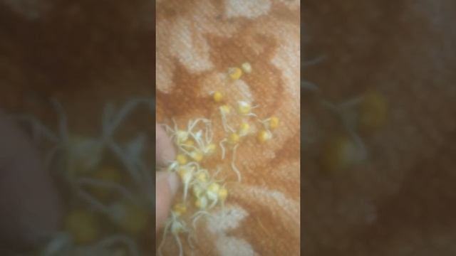 проросшая кукуруза для посадки смотреть онлайн