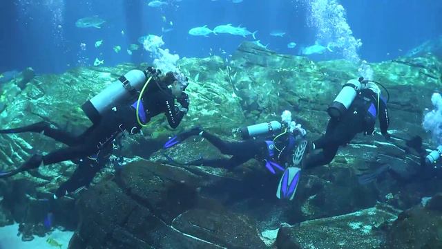 Georgia Aquarium Dive with Patriot Dive Center 2/6/16 11am смотреть онлайн