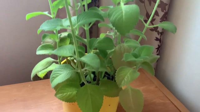 MY INDOOR PLANTS/OREGANO/ANTURIUM смотреть онлайн