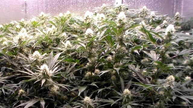 Dr. Krippling Incredible Bulk Week 4 Flower Update. 1/12/17 смотреть онлайн