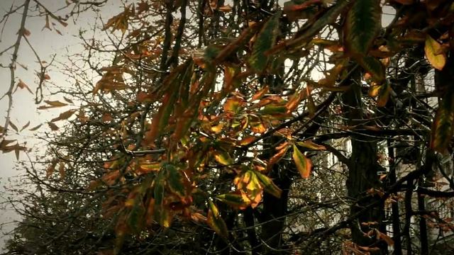 Московская Осенняя. Автор и исполнитель Андрей Малахов смотреть онлайн