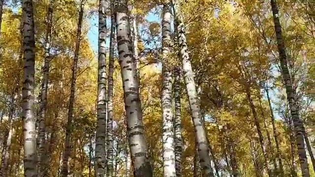 АК Каин смотреть онлайн