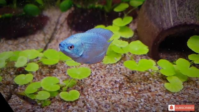 Cobalt Colisa Lalia/ Лялиус кобальтовый. смотреть онлайн