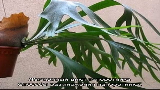 Виды папоротников и их классификация смотреть онлайн