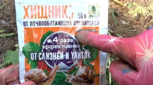 КАК ИЗБАВИТЬСЯ ОТ СЛИЗНЕЙ и УЛИТОК НА СВОЕМ УЧАСТКЕ! Слизни и улитки  уйдут навсегда!