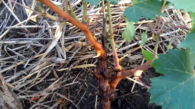 Бактериальный рак винограда? :( смотреть онлайн