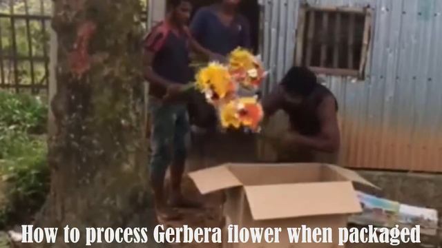 Gerbera Daisy Flower Farming Processing Information