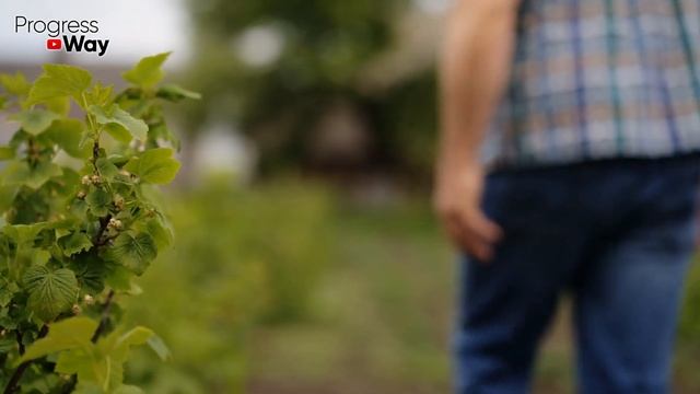 ДАЙТЕ СМОРОДИНЕ ЭТУ ТАБЛЕТКУ И БУДЕТЕ СОБИРАТЬ УРОЖАЙ ВЕДРАМИ!! УХОД ЗА СМОРОДИНОЙ ВЕСНОЙ! смотреть онлайн