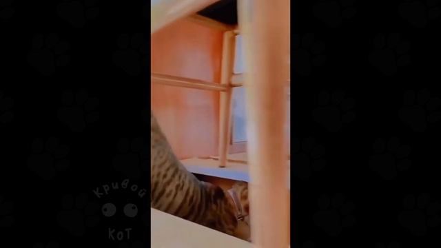 Кривой Кот (Сrooked Cat) Смешные коты#51 ? Приколы с котами лучшее смотреть онлайн