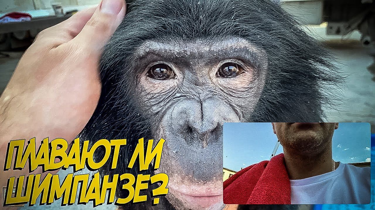 Обезьяны шимпанзе плавают в бассейне // Chimpanzee In Swimming Pool
