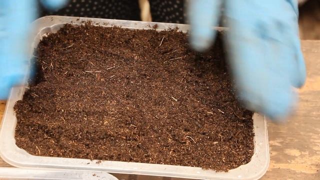 Сеем ЛОБЕЛИЮ чернушкой - тысячи штук за минуту. смотреть онлайн