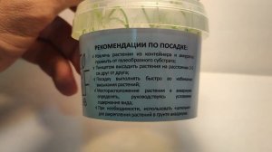 Живое аквариумное растение Мох Южная Америка меристемное