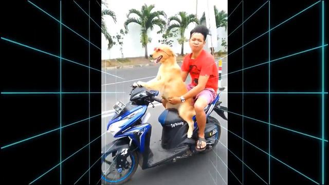 Dog riding a motor matic - cool dog смотреть онлайн
