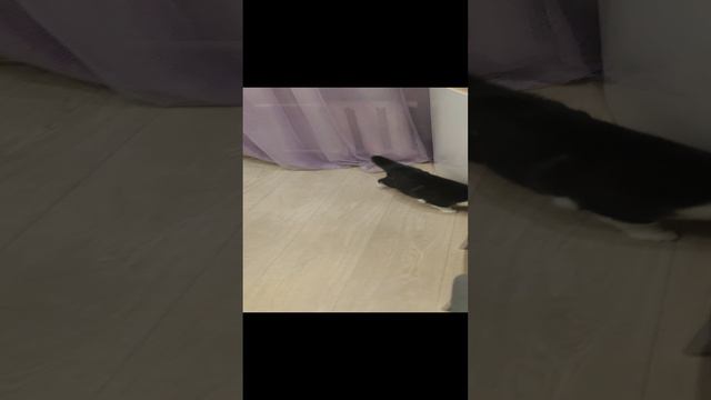 Наш кот Васька хотел напасть рыжего кота во Владимире смотреть онлайн
