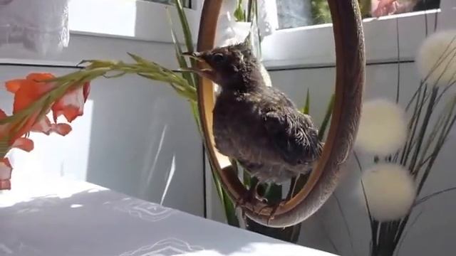 Музыкальный Дрюль Ч.2. "Одуванчик" смотреть онлайн