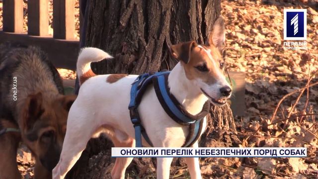 Оновили перелік небезпечних порід собак смотреть онлайн
