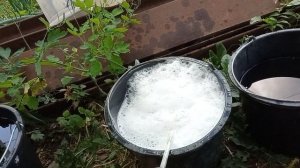 Борьба с мухами, клещами, пероедом. Ивермек голубям с тщательным перемешиванием. Олег Костяков.