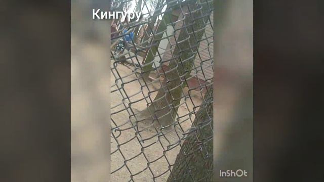 зоопарк 2 часть 😺 смотреть онлайн