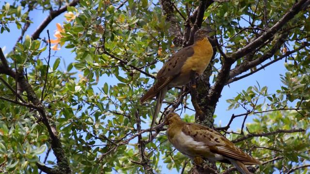 How to Bring Back an Extinct Species: De-extinction is already happening смотреть онлайн