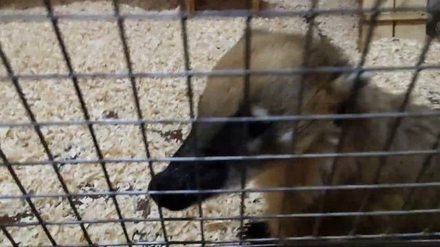 Вологда. Развлекательный центр YES. Зоопарк. смотреть онлайн