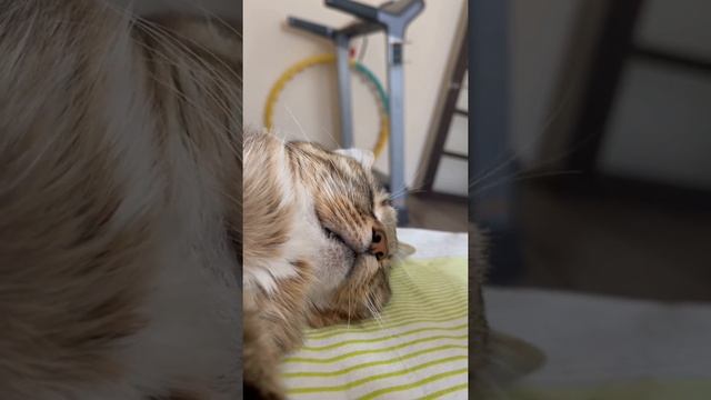 Видит сны ? #pet #cat #dune #кот #кошка #дюна смотреть онлайн