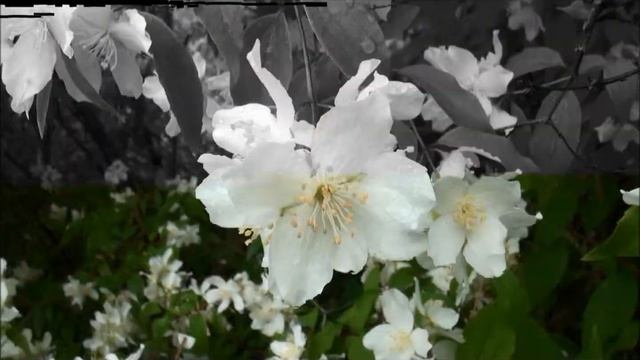 Philadelphus lewisii смотреть онлайн
