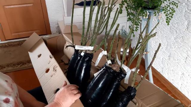 Покупать ли розы в интернет-магазинах