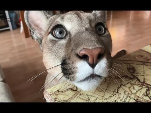 пума Месси согласен на эксперименты.