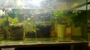 Разведение раков в аквариуме