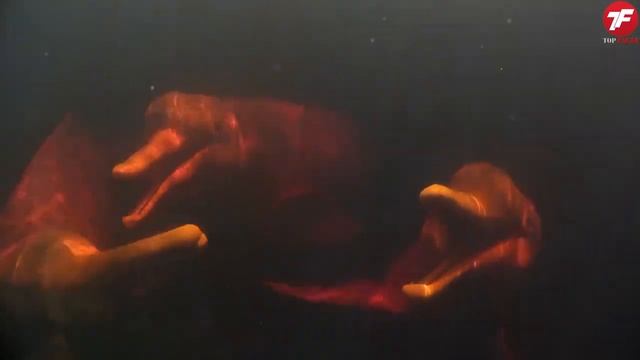 АНОМАЛИЯ! Самый ОГРОМНЫЙ Кит в Мире Топ 10 смотреть онлайн