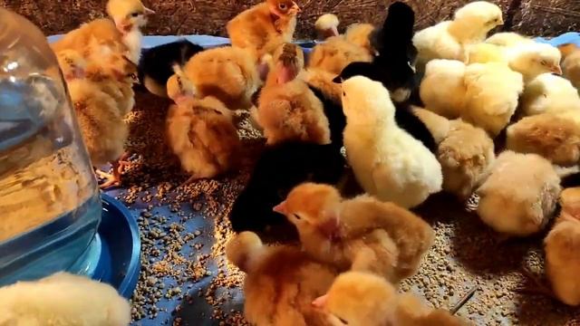 ЦЫПЛЯТА ГОЛОШЕЙКИ. ЛУЧШИЙ МЯСОЯИЧНЫЙ КРОС. ПОПОЛНЕНИЕ В НАШЕМ ХОЗЯЙСТВЕ. КАК ВЫРОС НАШ БРОЙЛЕР? смотреть онлайн