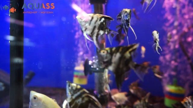 ?Aquass - Скалярии смотреть онлайн