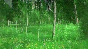 FOOTAGE ФУТАЖ LOOP -БЕРЕЗЫ ПРИРОДА